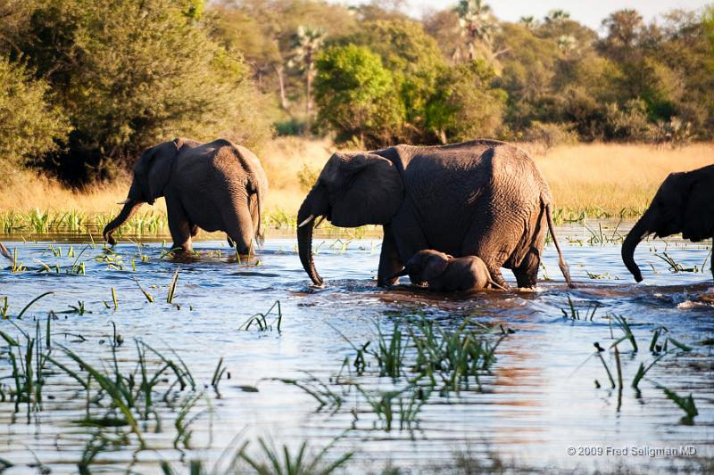 20090614_084224 D3 X1.jpg - Following large herds in Okavango Delta